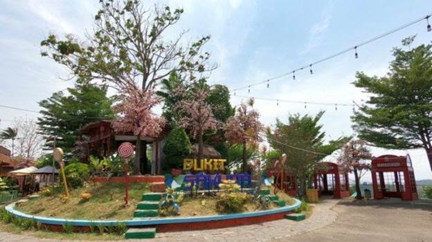 Bukit Sakura wisata alam lampung