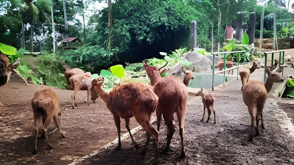 Taman Penangkaran Rusa Tahura WAR Bandar Lampung wisata anak di Bandar Lampung