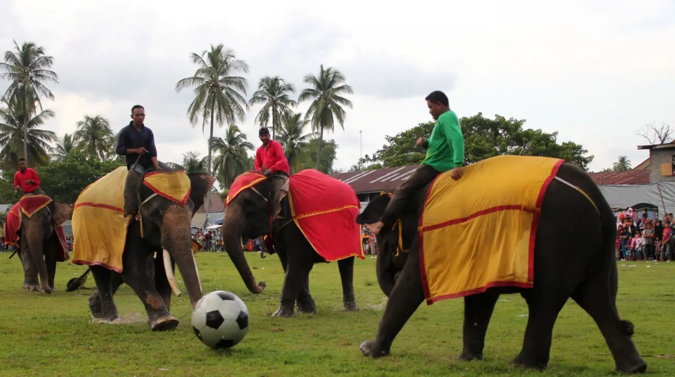 Itinerary Lampung 3 hari 2 malam Atraksi gajah di Way Kambas 