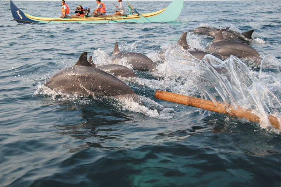 Itinerary Lampung 3 hari 2 malam Lumba-lumba di Teluk Kiluan 