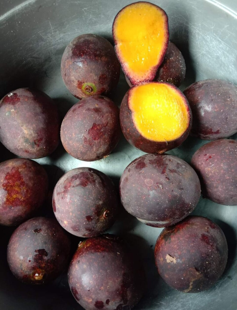 Buah isem kumbang untuk sambal lampung yang terkenal