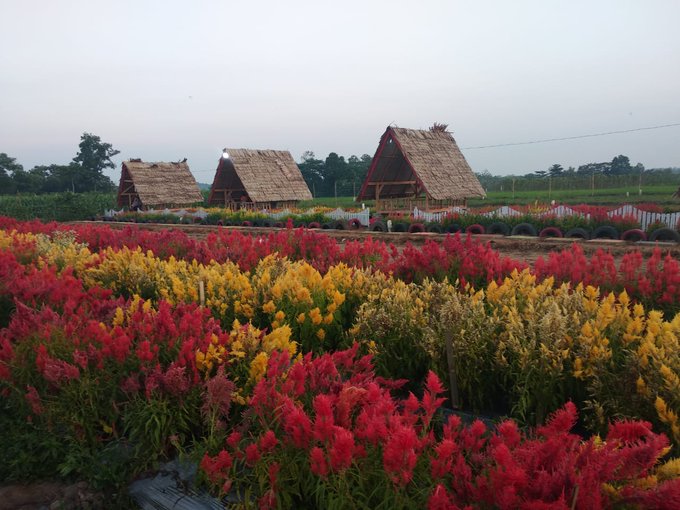 wisata metro lampung taman bunga asri bougenville resort